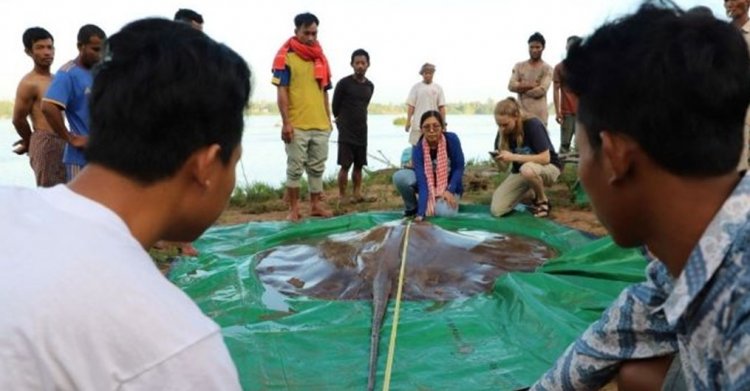 Камбоджийские рыбаки поймали гигантского ската